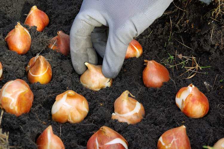 You are currently viewing Directives sur la profondeur de plantation des bulbes : à quelle profondeur dois-je planter les bulbes