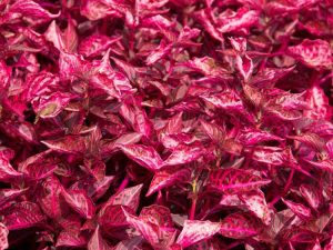 Lire la suite à propos de l’article Qu'est-ce qu'un caladium à feuilles de sangle : Cultiver des bulbes de caladium à feuilles de sangle