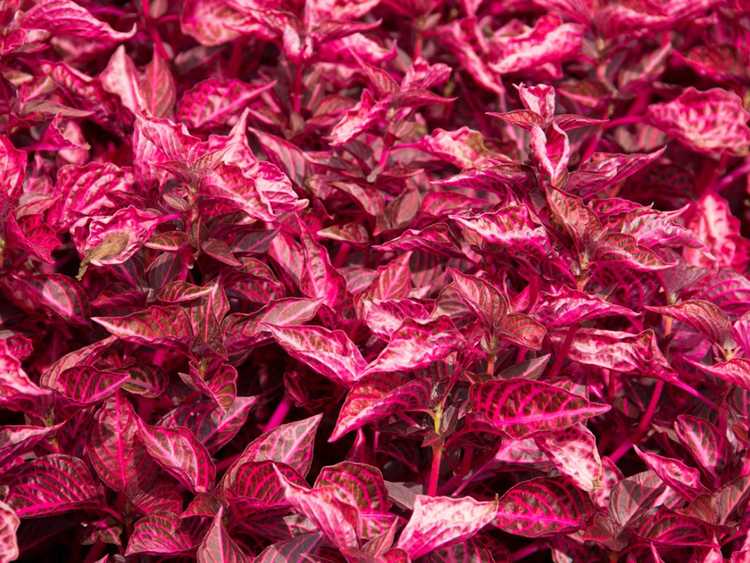 You are currently viewing Qu'est-ce qu'un caladium à feuilles de sangle : Cultiver des bulbes de caladium à feuilles de sangle