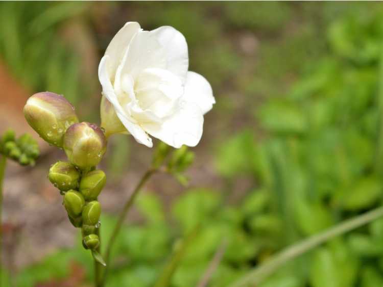 You are currently viewing Prendre soin des freesias forcés – Comment forcer les bulbes de freesia