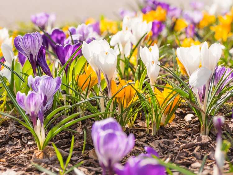 Bulbes à fleurs de printemps - Jardinage floral avec des bulbes de ...