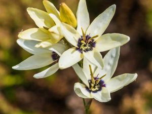 Lire la suite à propos de l’article Cultiver des bulbes d'Ixia : informations sur l'entretien des fleurs en baguette