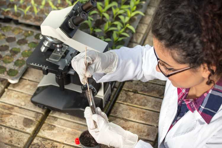 You are currently viewing Vérification du sol du jardin : pouvez-vous tester le sol pour détecter les parasites et les maladies