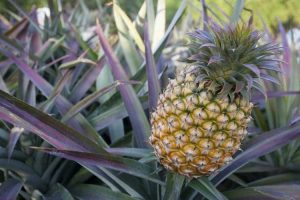 Lire la suite à propos de l’article Fructification des plantes d'ananas : les plantes d'ananas donnent-elles des fruits plus d'une fois