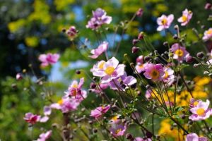 Lire la suite à propos de l’article Entretien de l'anémone japonaise : conseils pour cultiver une plante d'anémone japonaise