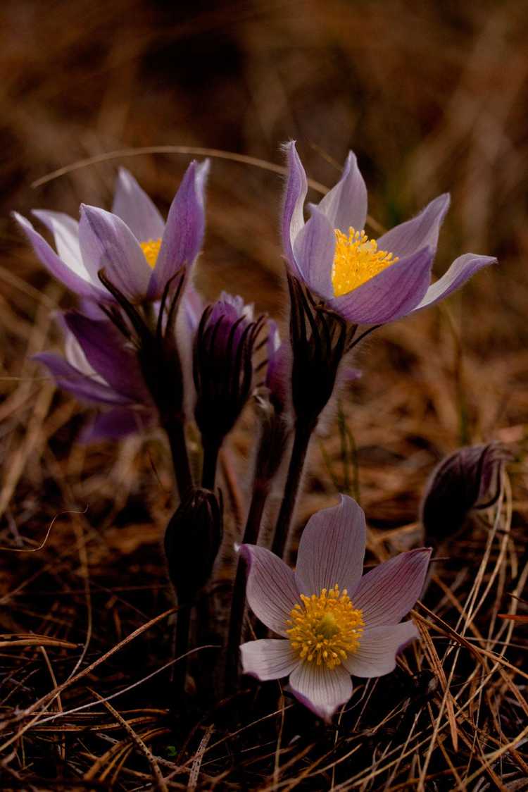 You are currently viewing Entretien de la fleur Pasque : en savoir plus sur la culture de la fleur Pasque