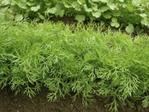 Lire la suite à propos de l’article Obtenir des plantes herbacées touffues : comment tailler une plante d'aneth