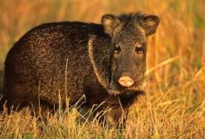 Lire la suite à propos de l’article Qu'est-ce qu'une javeline : façons de gérer les javelines dans votre jardin