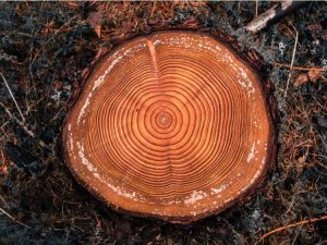 Lire la suite à propos de l’article Quelle est la durée de vie d'un arbre : comment l'âge d'un arbre est déterminé