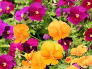Lire la suite à propos de l’article Annuelles à floraison automnale – Annuelles d’automne à planter dans votre jardin