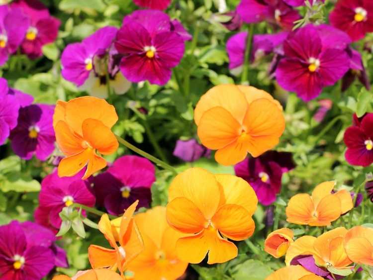 You are currently viewing Annuelles à floraison automnale – Annuelles d’automne à planter dans votre jardin