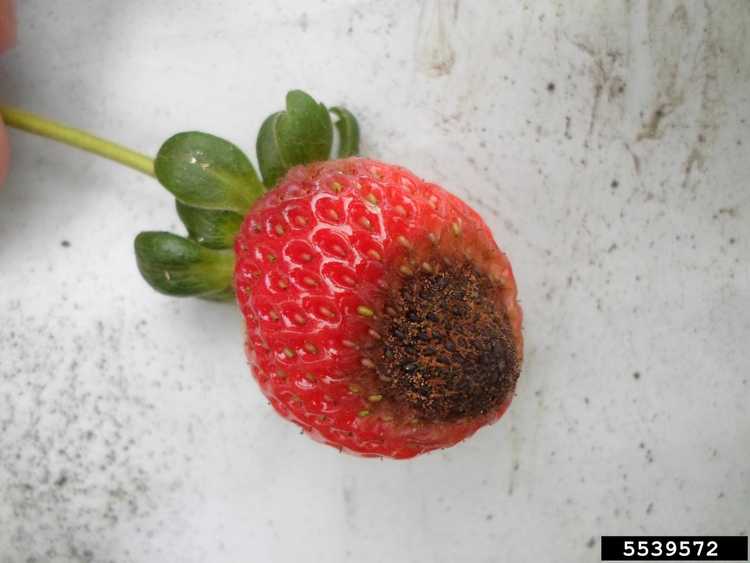 You are currently viewing Fraises atteintes d'anthracnose – Traiter la maladie de l'anthracnose du fraisier