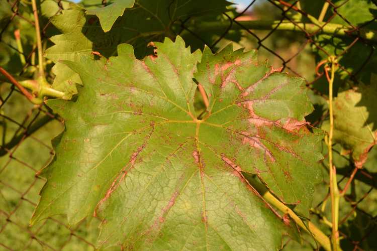 You are currently viewing Informations sur l'anthracnose du raisin – Comment traiter l'anthracnose sur la vigne