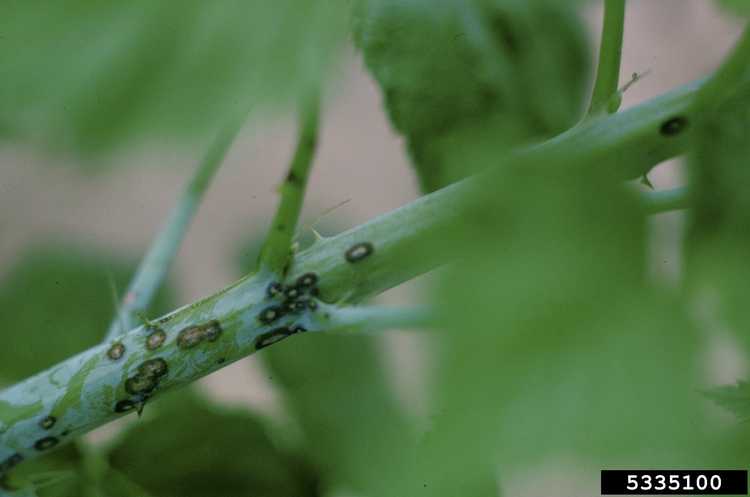 You are currently viewing Anthracnose des mûres : traiter les mûres avec l'anthracnose