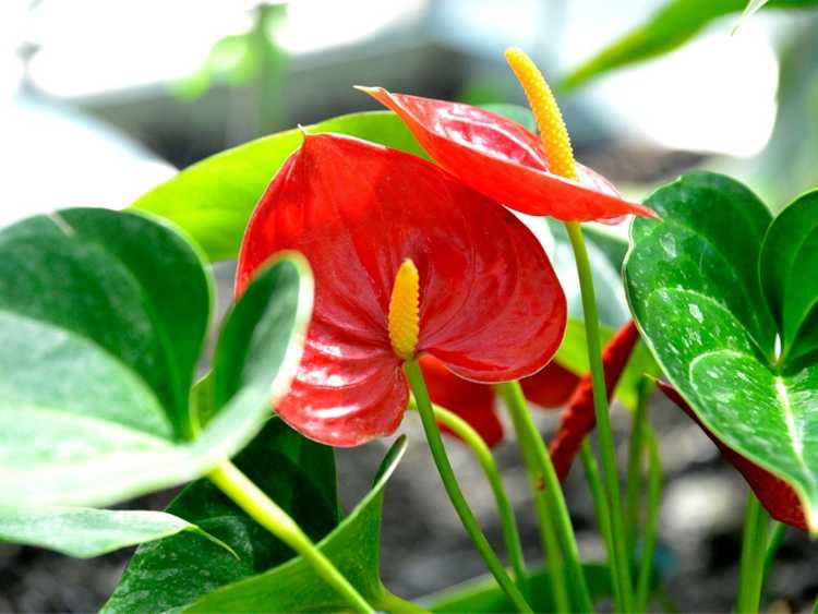 You are currently viewing Comment prendre soin des plantes d'Anthurium
