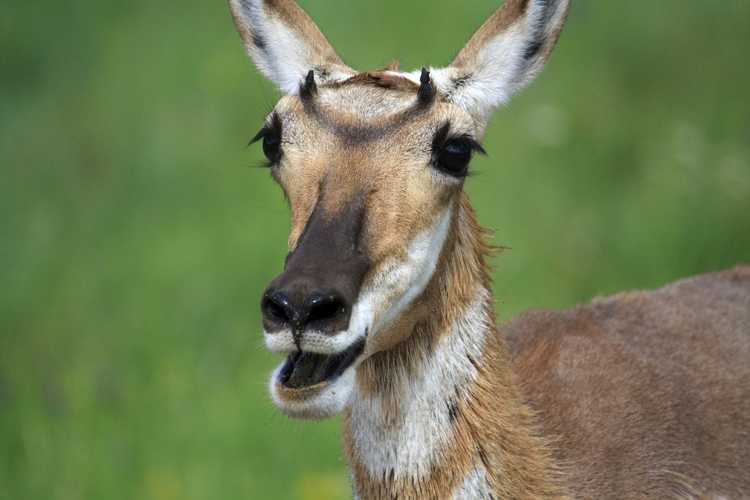 You are currently viewing Plantes mangeuses d’antilopes : apprenez à dissuader l’antilope des jardins