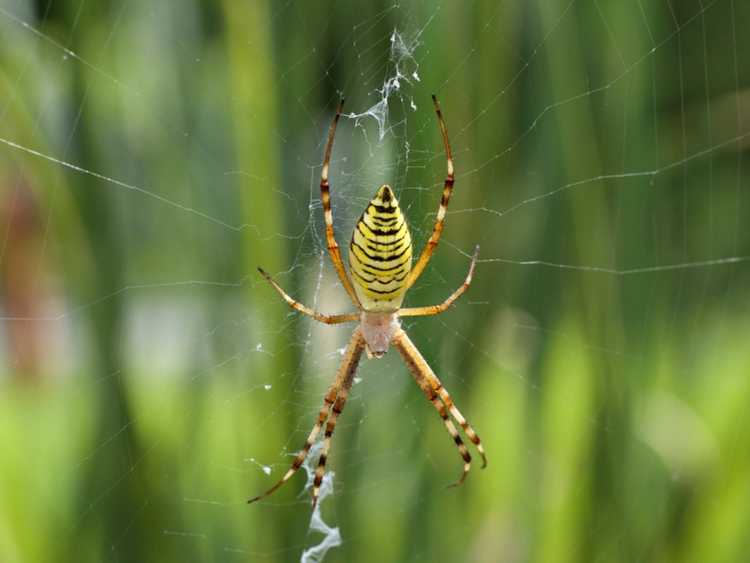 You are currently viewing Ravageurs du jardin d'araignées – Conseils pour contrôler les araignées dans le jardin