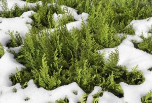 Lire la suite à propos de l’article Entretien hivernal d'Arborvitae : Que faire en cas de dommages hivernaux causés à Arborvitae