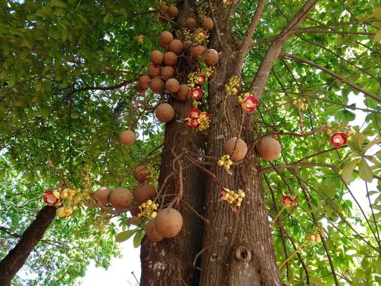 You are currently viewing Caractéristiques et soins de l'arbre boulet de canon