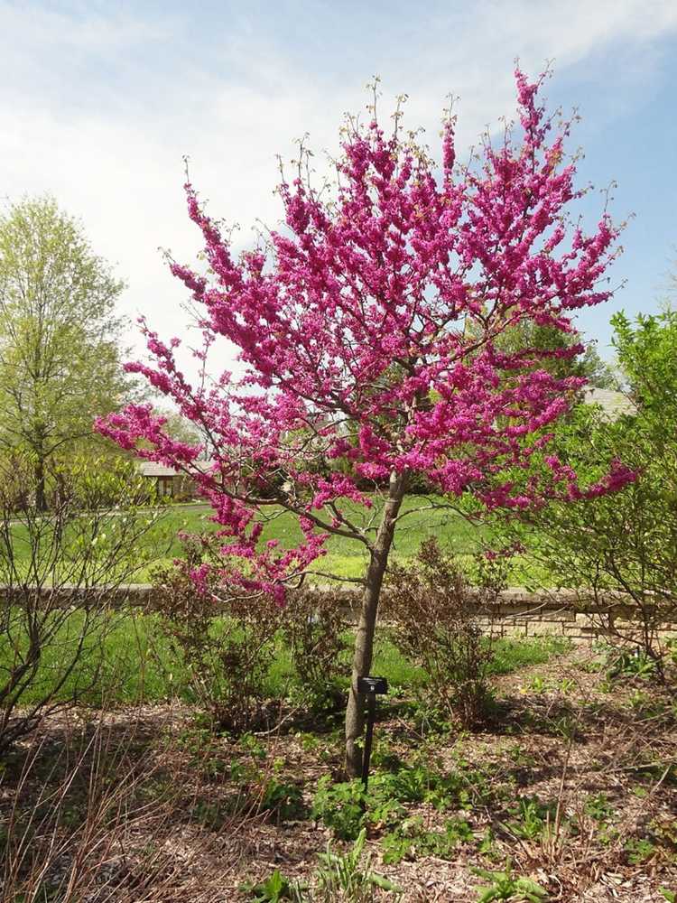Lire la suite à propos de l’article Cultiver l'Oklahoma Redbud: Comment planter un arbre Oklahoma Redbud