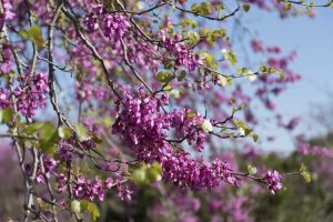 Lire la suite à propos de l’article Couper les Redbuds: comment et quand tailler un arbre Redbud