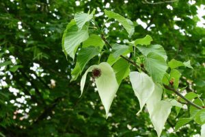 Lire la suite à propos de l’article Pas de fleurs sur un arbre à colombe – Conseils pour obtenir des fleurs sur des arbres à colombe