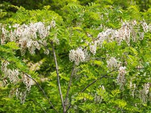 Lire la suite à propos de l’article Informations sur les acridiens – Types d'arbres acridiens pour le paysage