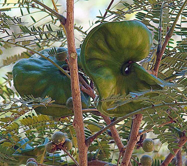 Lire la suite à propos de l’article Qu'est-ce qu'un arbre à oreilles : découvrez l'arbre à oreilles Enterolobium