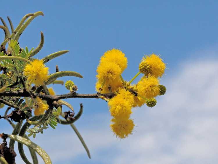 Lire la suite à propos de l’article Informations sur Sweet Thorn: Qu'est-ce qu'un arbre Acacia Sweet Thorn