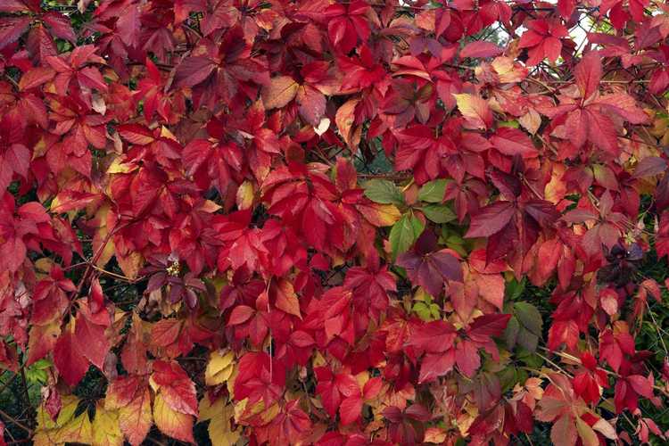 Lire la suite à propos de l’article Arbres et arbustes au feuillage d'automne rouge : conseils pour garder les arbres rouges rouges