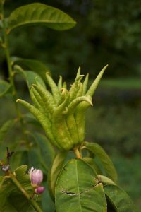 Lire la suite à propos de l’article Goutte de fleurs dans la main de Bouddha : Pourquoi la main de mon Bouddha laisse-t-elle tomber des fleurs