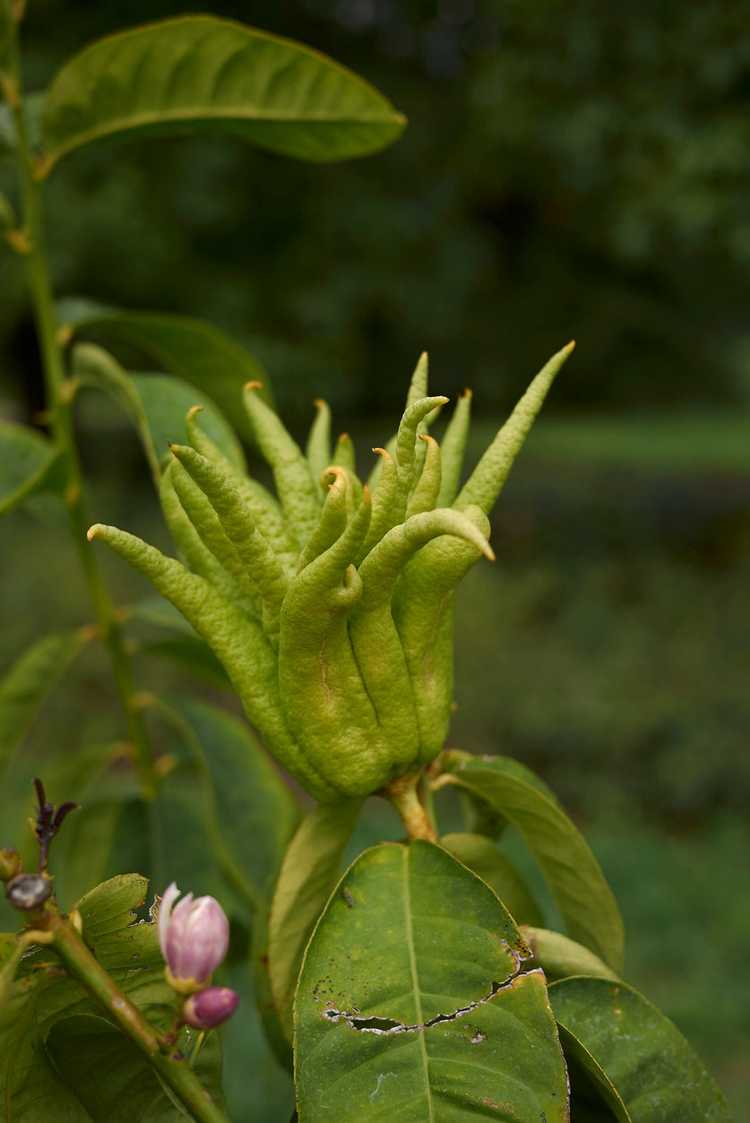 You are currently viewing Goutte de fleurs dans la main de Bouddha : Pourquoi la main de mon Bouddha laisse-t-elle tomber des fleurs