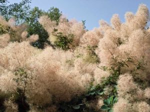 Lire la suite à propos de l’article Tailler les arbres à fumée – Comment et quand tailler un arbre à fumée