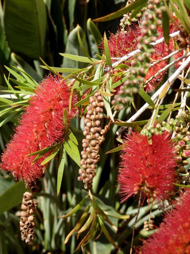 You are currently viewing Propagation des arbres Bottlebrush: culture de Callistemon à partir de boutures ou de graines