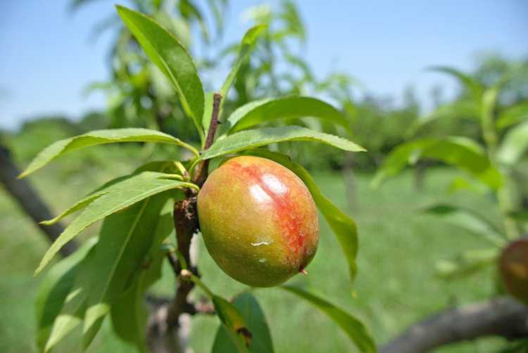 You are currently viewing Quand pulvériser les nectarines : conseils pour pulvériser les nectarines dans les jardins