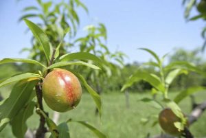 Lire la suite à propos de l’article Éclaircir les nectarines – Comment éclaircir les nectarines