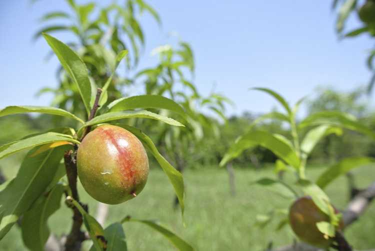 You are currently viewing Éclaircir les nectarines – Comment éclaircir les nectarines