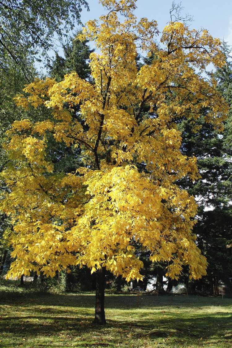 You are currently viewing Taille des arbres à noix de caryer: conseils sur la taille des arbres à caryer