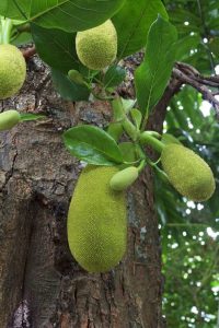 Lire la suite à propos de l’article Les fruits à pain tombent de l'arbre – Pourquoi mon arbre à pain perd-il ses fruits