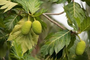 Lire la suite à propos de l’article Protection hivernale des fruits à pain : pouvez-vous cultiver des fruits à pain en hiver