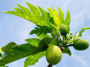 Lire la suite à propos de l’article Insectes qui mangent les fruits à pain : quels sont les ravageurs des arbres à pain