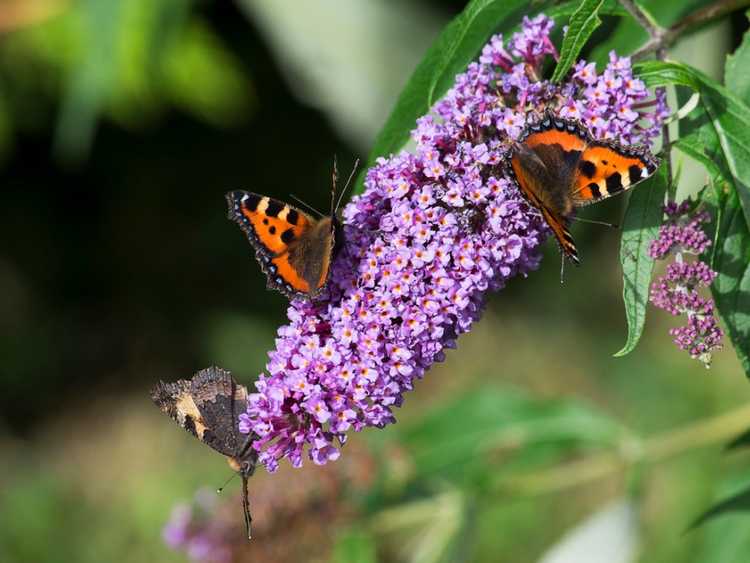 You are currently viewing Qu'est-ce que planter dans les dérives et comment planter pour les papillons monarques migrateurs