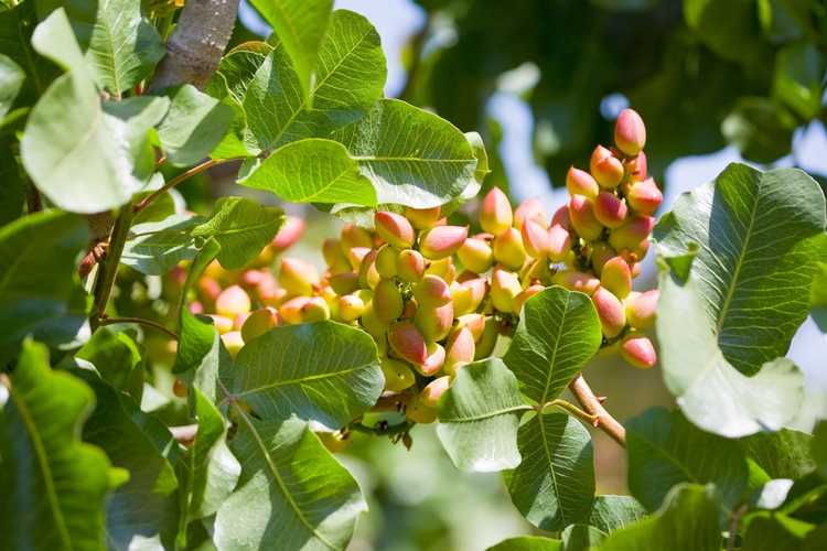 You are currently viewing Pistachiers : Conseils pour faire pousser des pistachiers