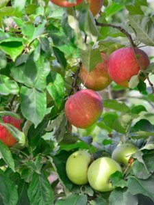 Lire la suite à propos de l’article Éclaircissage des arbres à salade fruitière : comment éliminer les fruits de l'arbre à salade fruitière