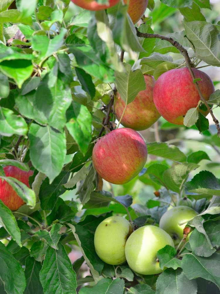 You are currently viewing Éclaircissage des arbres à salade fruitière : comment éliminer les fruits de l'arbre à salade fruitière