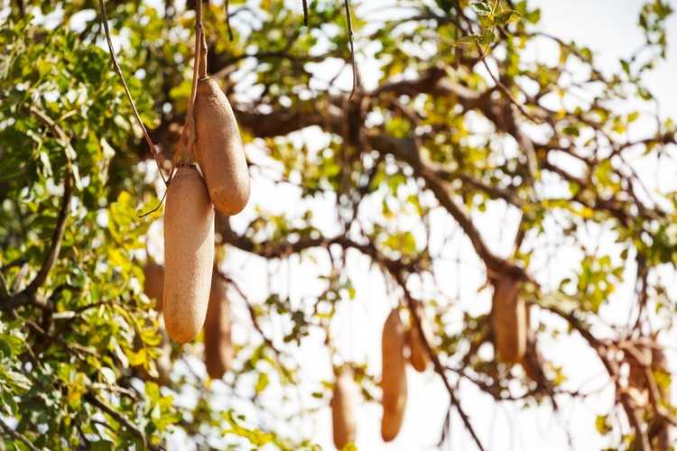 You are currently viewing Qu'est-ce qu'un arbre à saucisses – Conseils pour cultiver des arbres à saucisses Kigelia