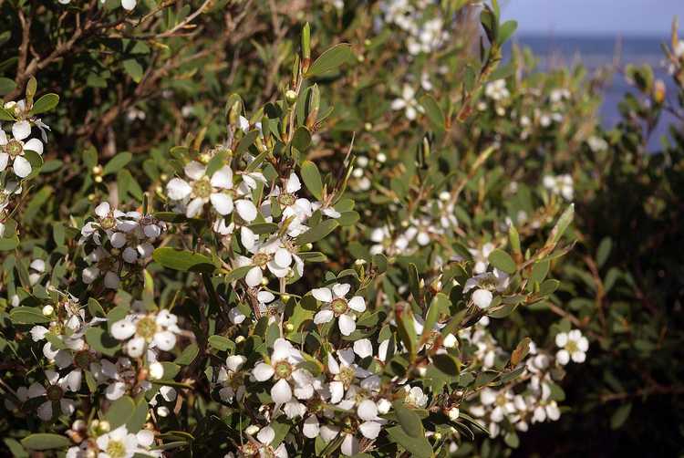 You are currently viewing Cultiver des plantes d'Espérance : informations sur l'arbre à thé argenté