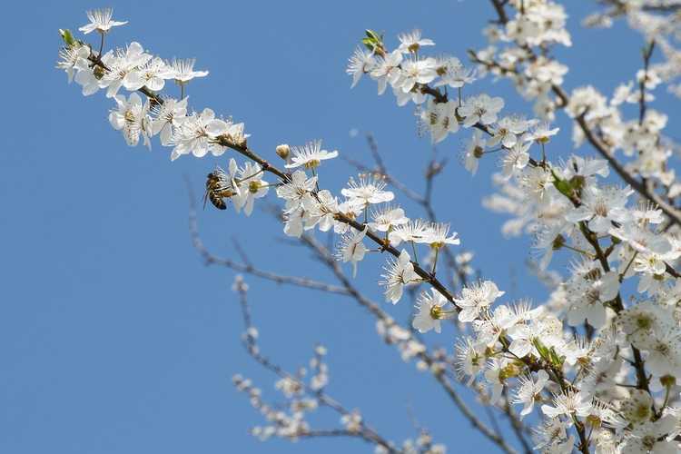 You are currently viewing Allegheny Serviceberry Care – Qu'est-ce qu'un arbre Allegheny Serviceberry