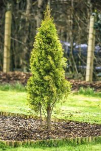 Lire la suite à propos de l’article Fertilisation des Arborvitae – Quand et comment fertiliser une Arborvitae