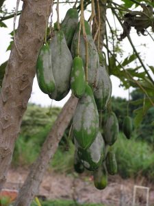 Lire la suite à propos de l’article Contrôle de l'oïdium des arbres fruitiers – Traiter l'oïdium des arbres fruitiers